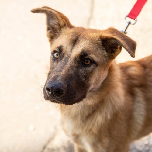 ZELDA - Shepherd / Terrier available for adoption