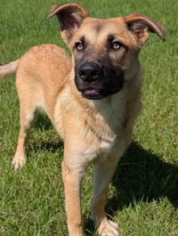 Zelda - Photo 3
