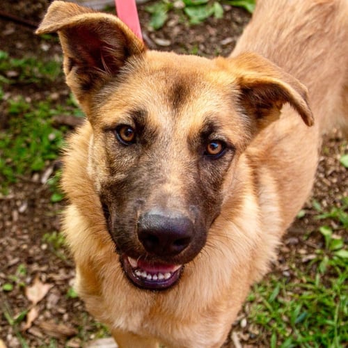 ZELDA - Shepherd / Terrier available for adoption