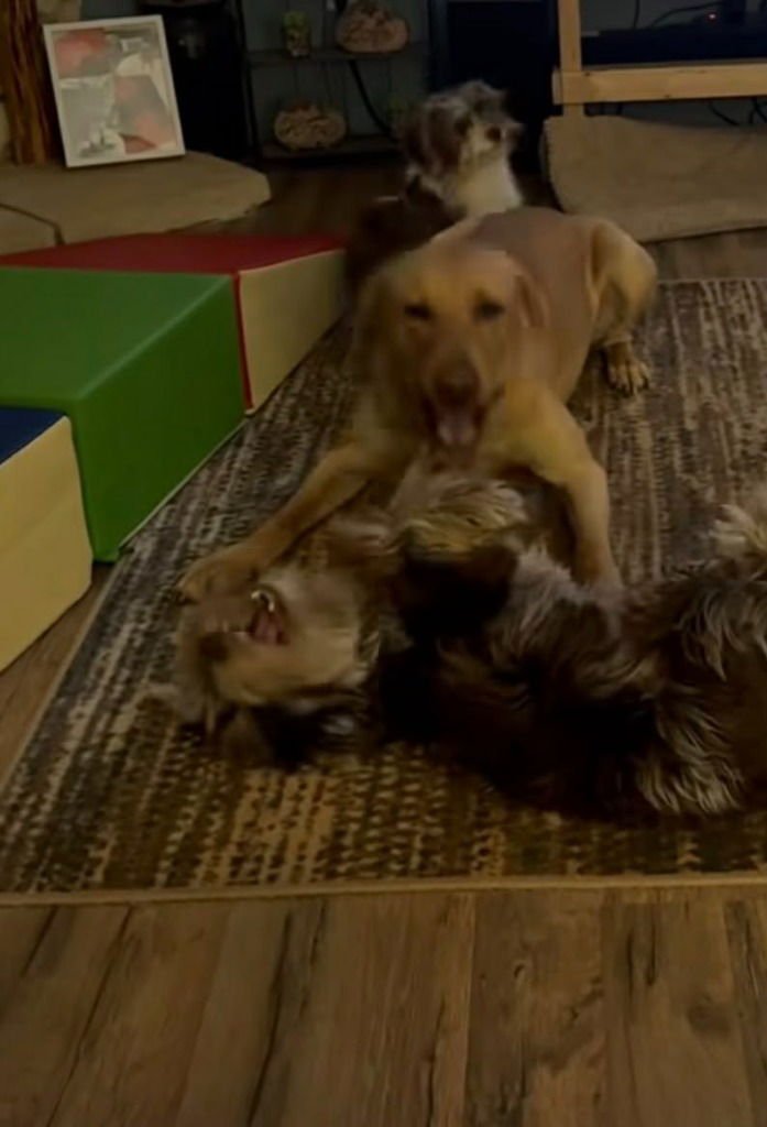 RUGER - Labrador Retriever / Terrier available for adoption