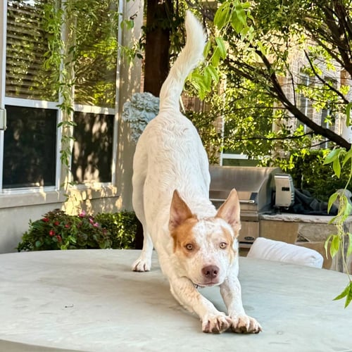 OLIVER - Terrier available for adoption