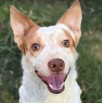 Oliver - Photo 1