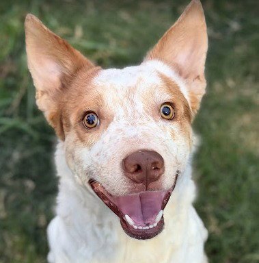 OLIVER - Terrier available for adoption