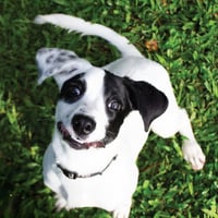 Al Pawpone - Photo 3