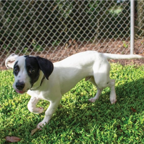 AL PAWPONE - Terrier / Terrier available for adoption