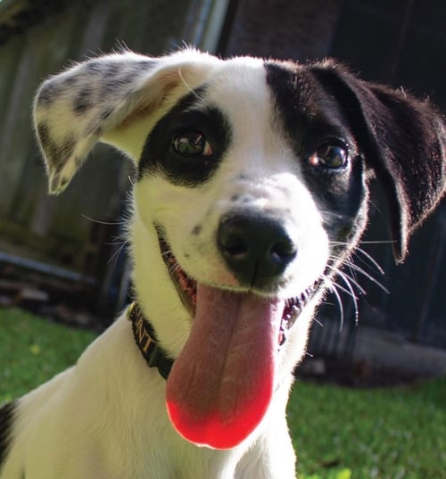AL PAWPONE - Terrier / Terrier available for adoption