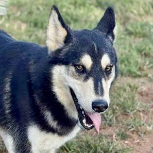 PITA - Husky / Terrier available for adoption