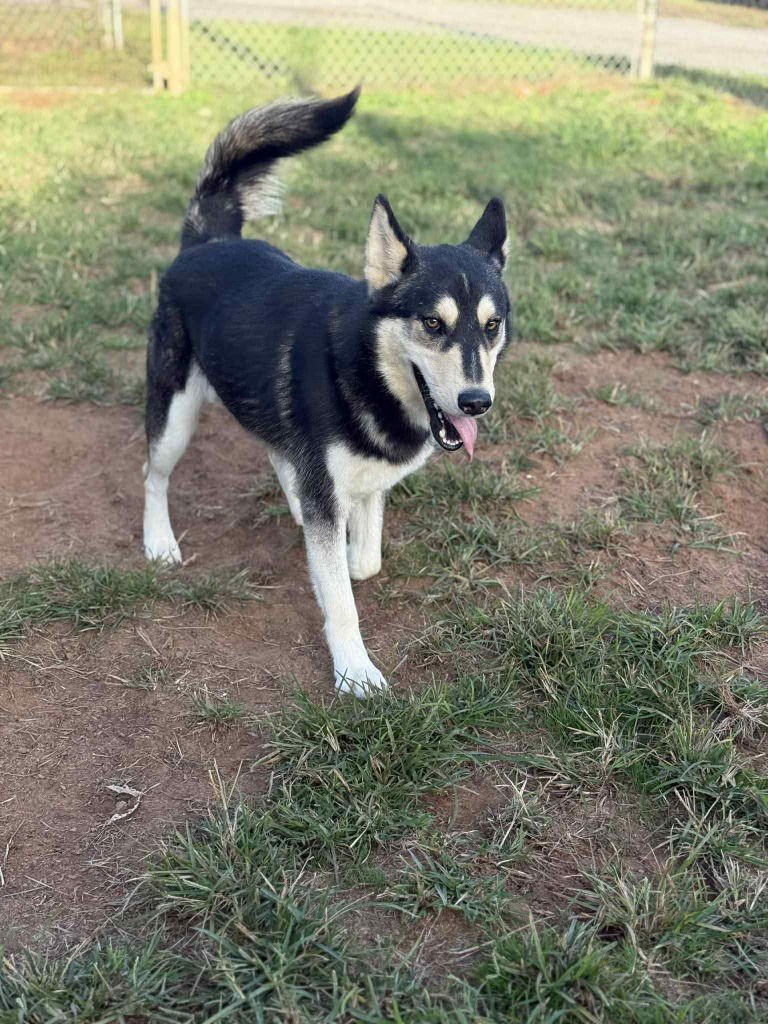 PITA - Husky / Terrier available for adoption