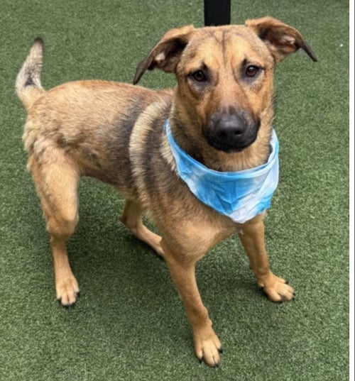 SONAR - Shepherd / Terrier available for adoption