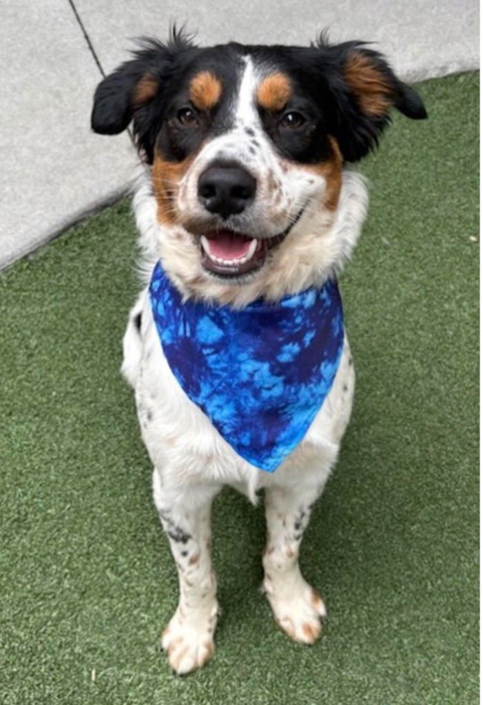 DECLAN - Spaniel / Australian Cattle Dog/Blue Heeler available for adoption