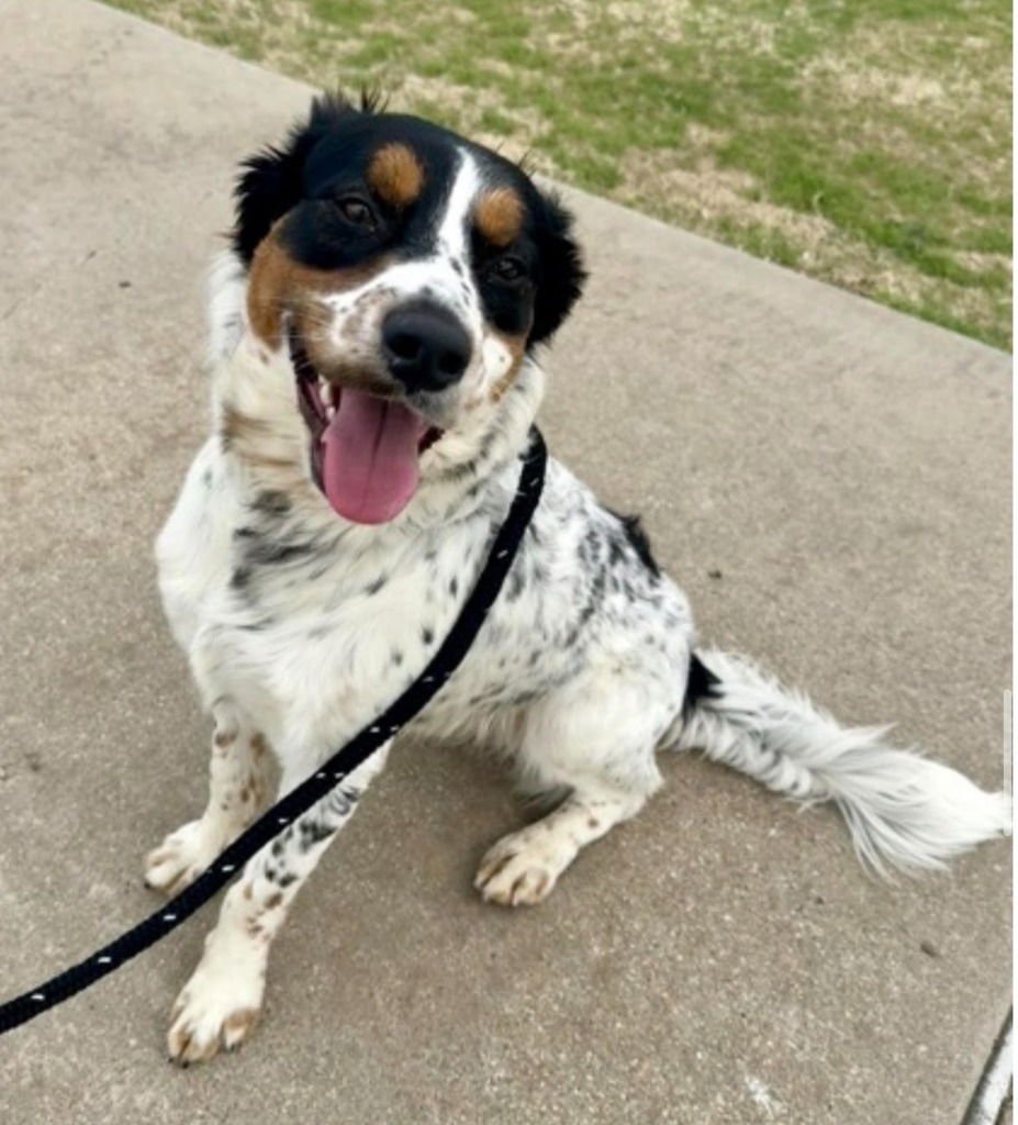 DECLAN - Spaniel / Australian Cattle Dog/Blue Heeler available for adoption