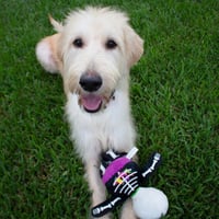 Goldie - Photo 2