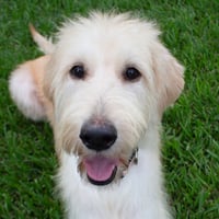 Goldie - Photo 1