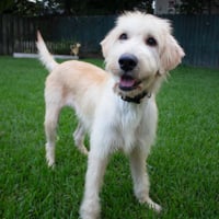 Goldie - Photo 4