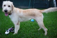 Goldie - Photo 3