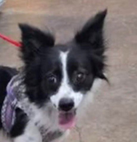 STARLA - Terrier available for adoption