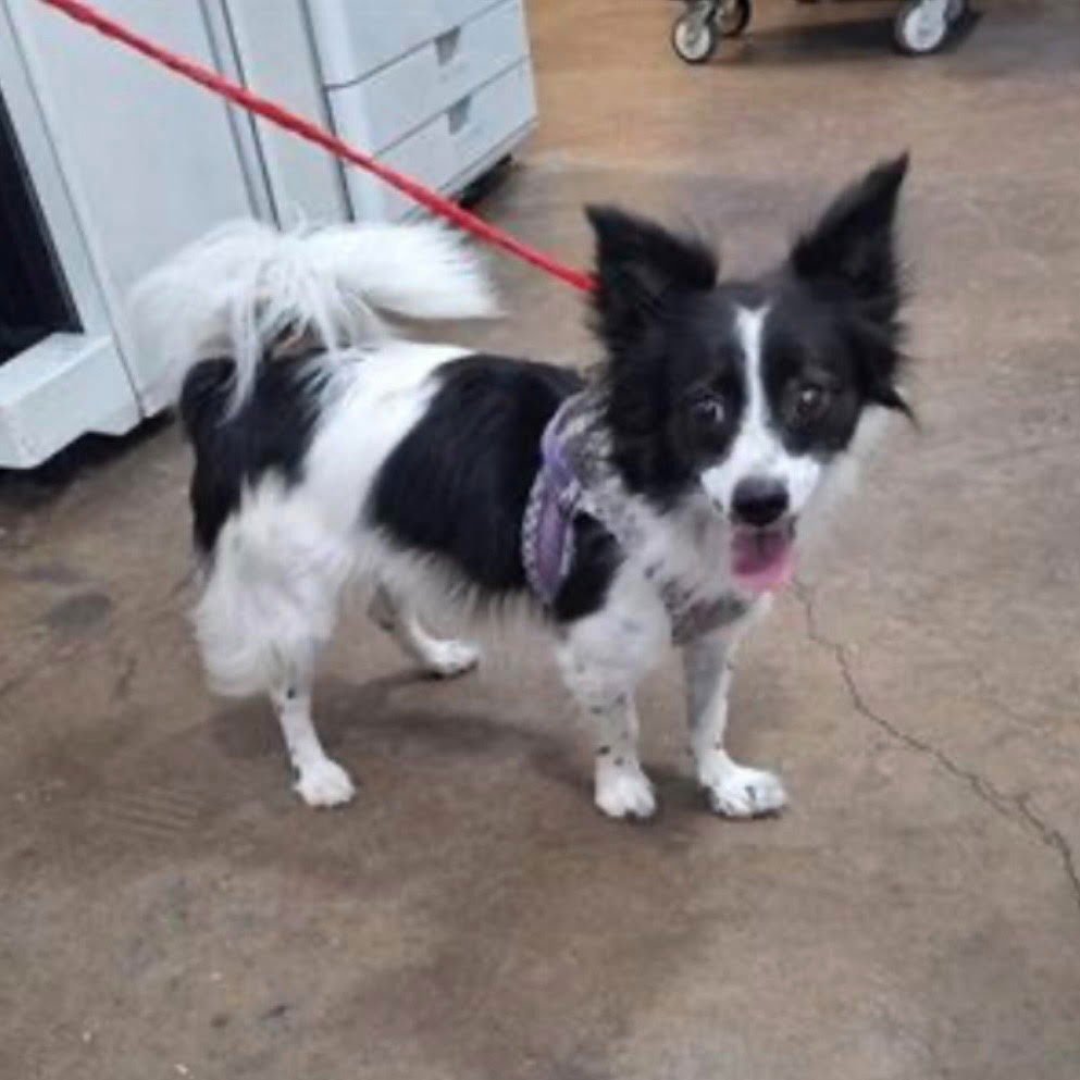 STARLA - Terrier available for adoption