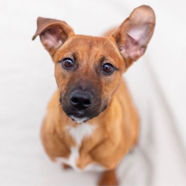 MISSY - Hound / Labrador Retriever available for adoption