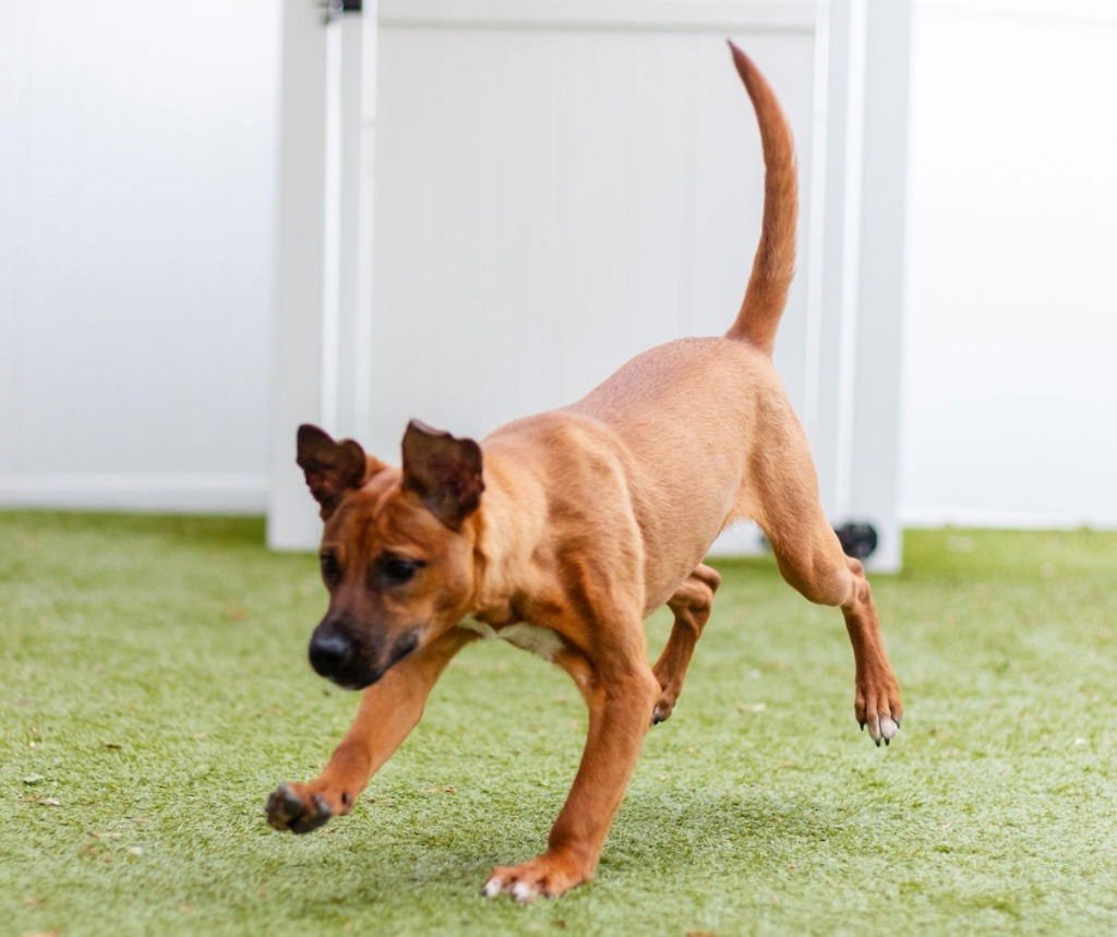 MISSY - Hound / Labrador Retriever available for adoption