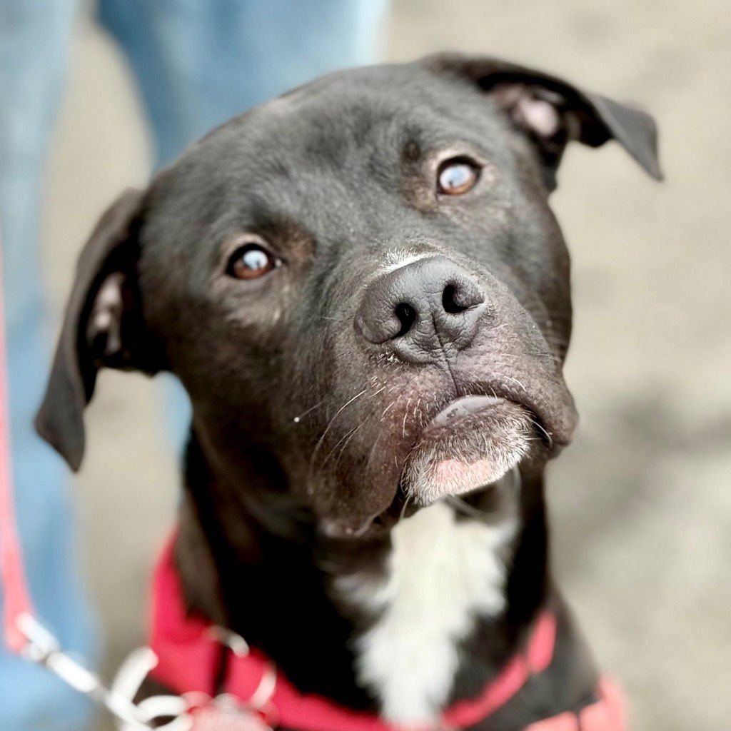 JODY T4 - Labrador Retriever / Terrier available for adoption