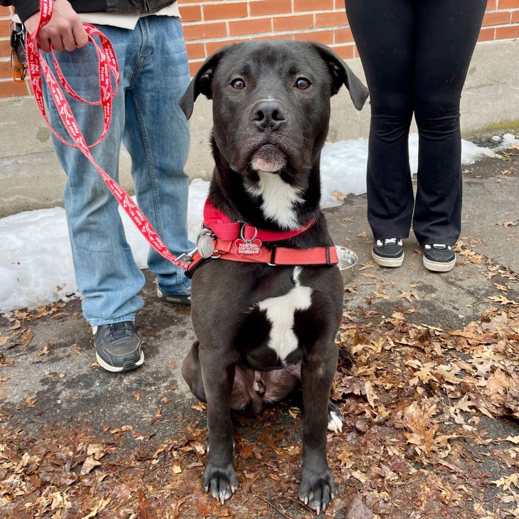 JODY T4 - Labrador Retriever / Terrier available for adoption