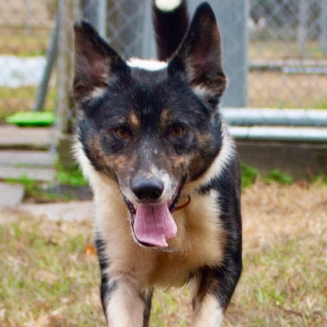 MAX2 - Border Collie / Terrier available for adoption