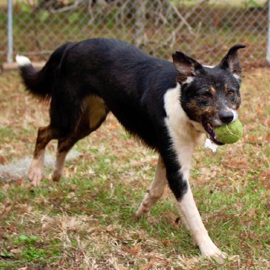 MAX2 - Border Collie / Terrier available for adoption