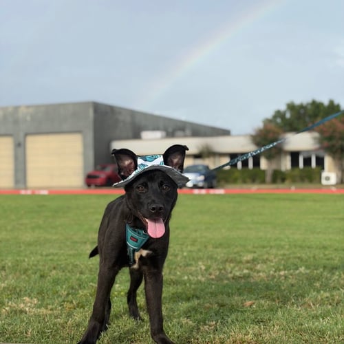 NEO - Shepherd / Terrier available for adoption
