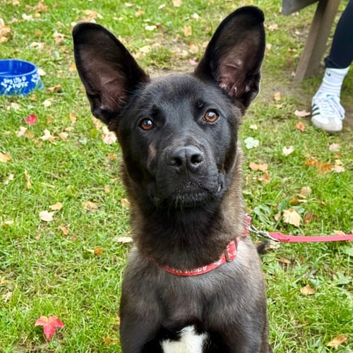 NEO - Shepherd / Terrier available for adoption