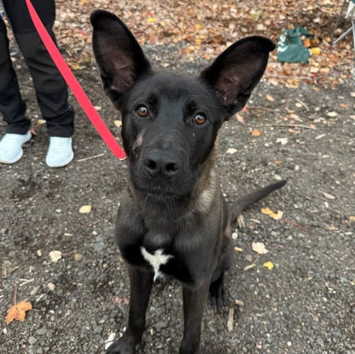 NEO - Shepherd / Terrier available for adoption
