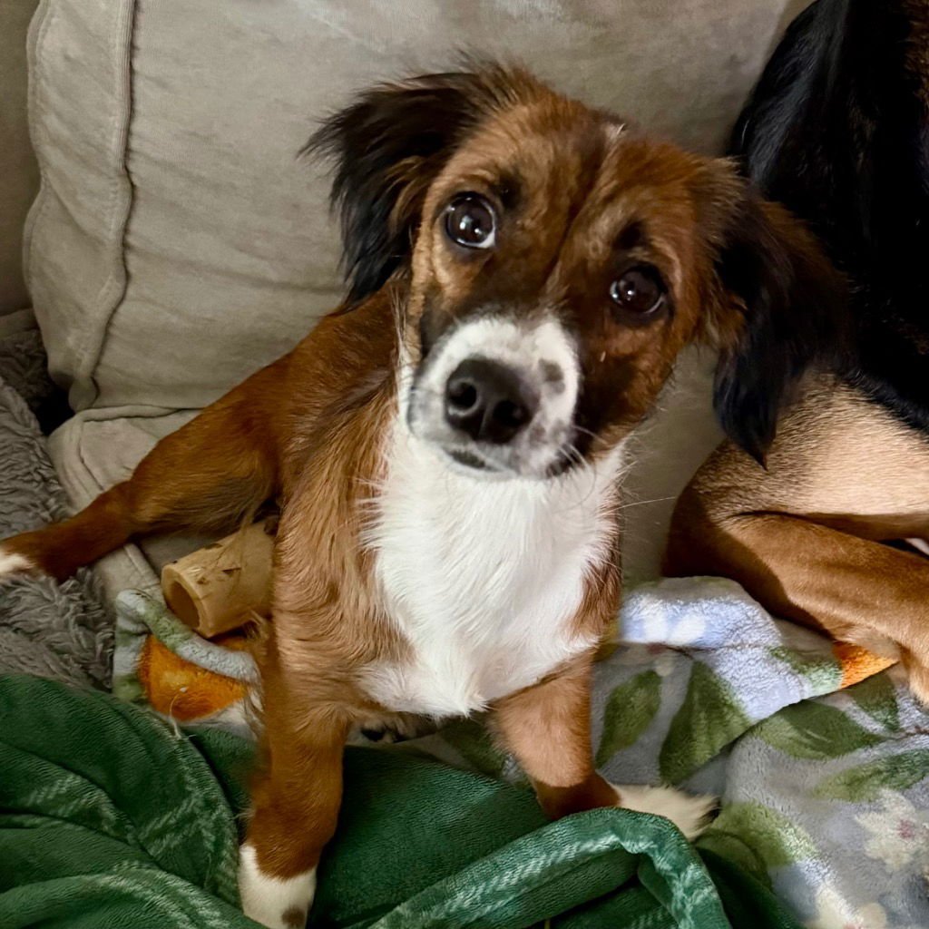 BUTTON - Dachshund / Terrier available for adoption