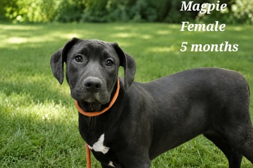 MAGPIE - Labrador Retriever / Terrier available for adoption
