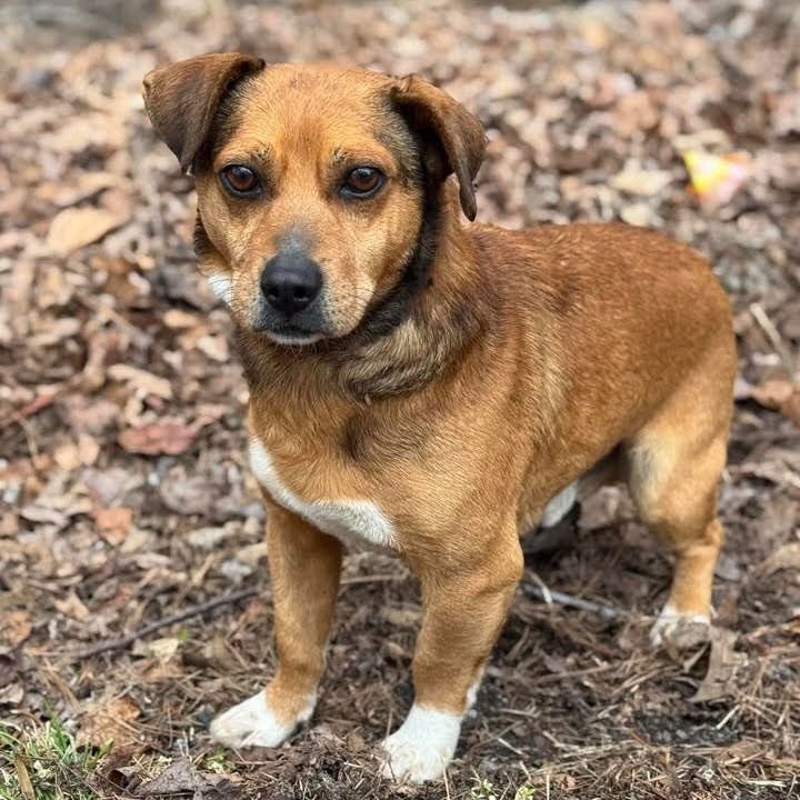 DUFFY - Terrier available for adoption