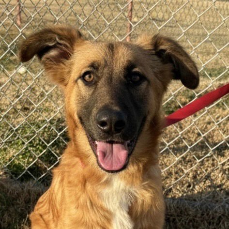 HARLIE - Shepherd / Terrier available for adoption