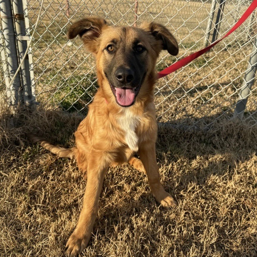HARLIE - Shepherd / Terrier available for adoption