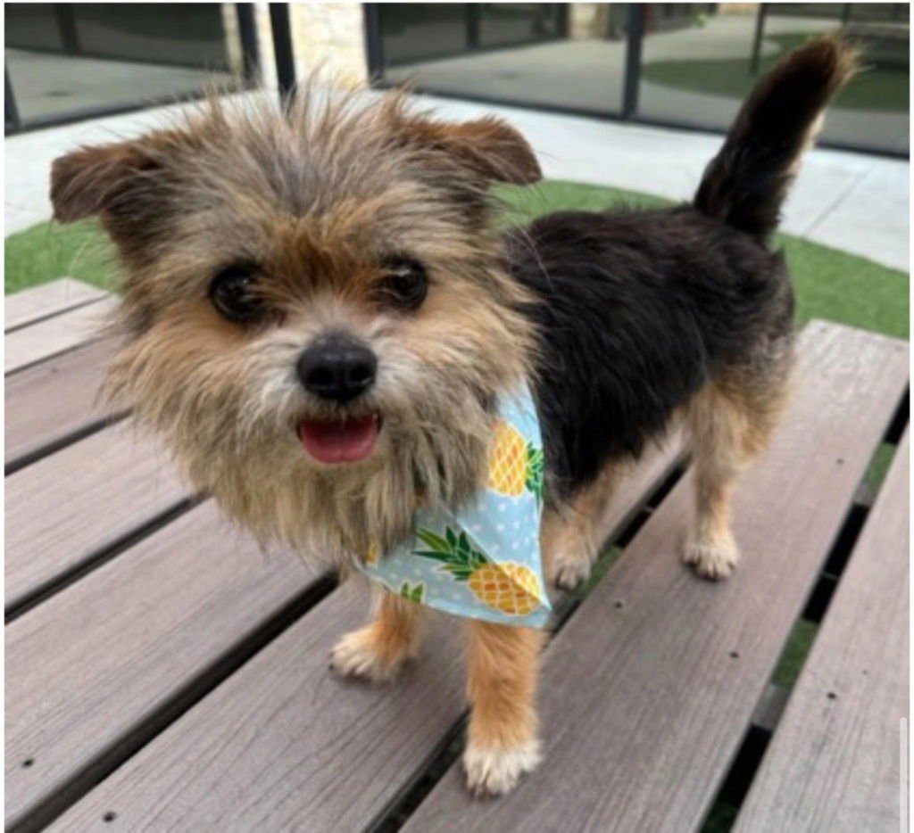 FIZZ - Australian Terrier / Terrier available for adoption