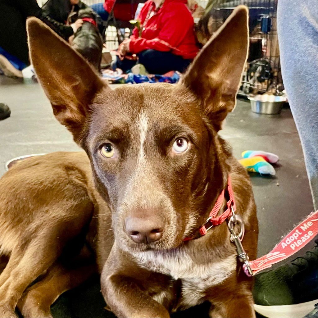 OAKLEE - Australian Kelpie / Terrier available for adoption