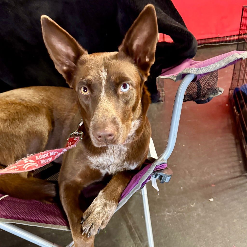 OAKLEE - Australian Kelpie / Terrier available for adoption