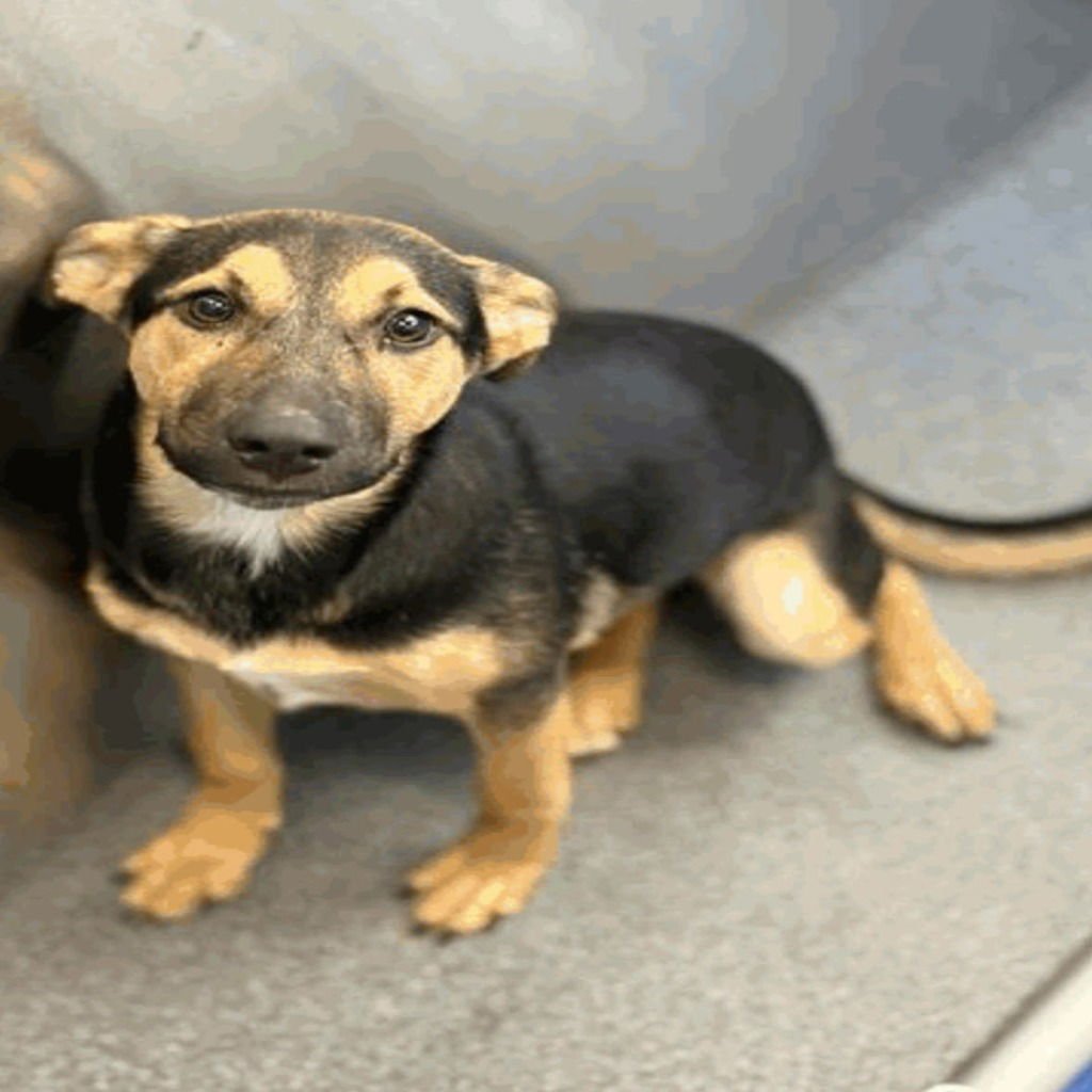 MAYOR - Terrier available for adoption