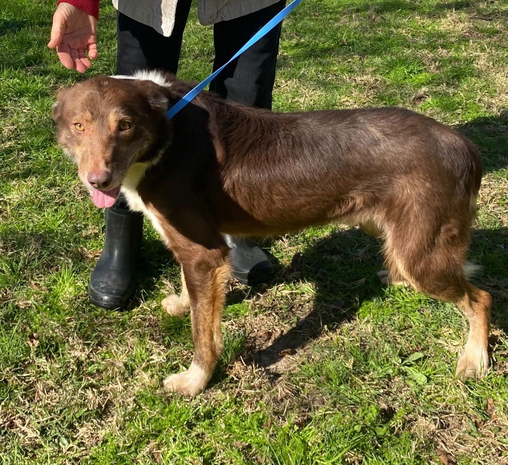 SCOUT - Border Collie / Terrier available for adoption
