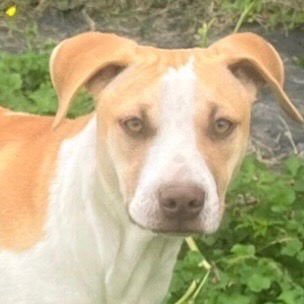 MILLY - Terrier available for adoption