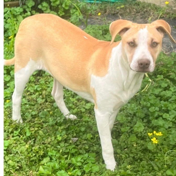 MILLY - Terrier available for adoption