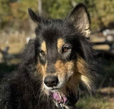 BEAU - Husky / Collie available for adoption
