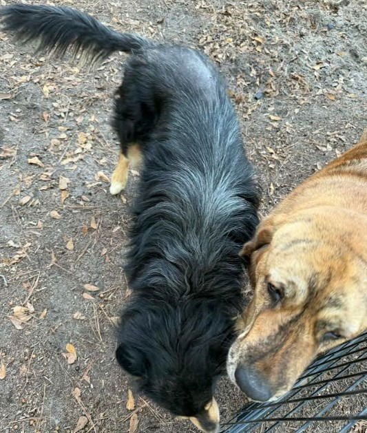 BEAU - Husky / Collie available for adoption