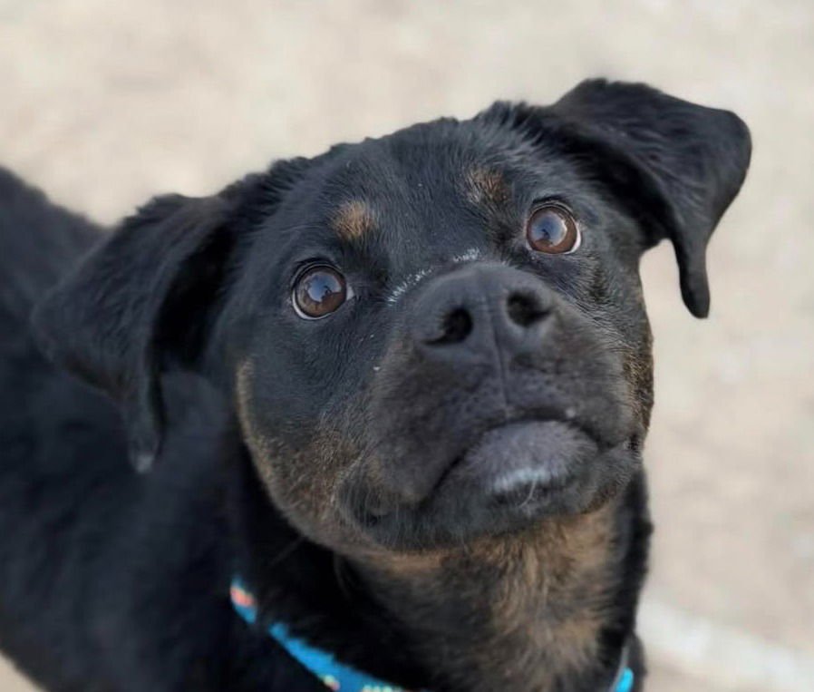 OUTLAW POTATO - Hound / Terrier available for adoption