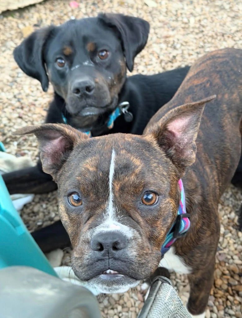 OUTLAW POTATO - Hound / Terrier available for adoption