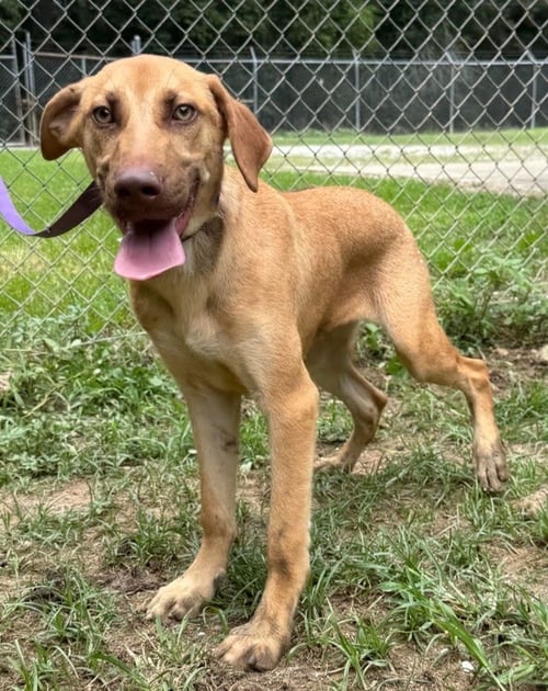 BEAUX - German Shepherd Dog / Terrier available for adoption