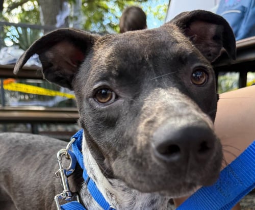 JADE - Retriever / Terrier available for adoption