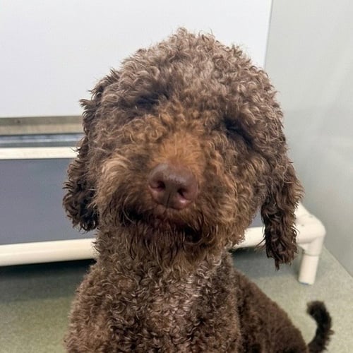 MOCHA - Poodle (unknown type) / Terrier available for adoption