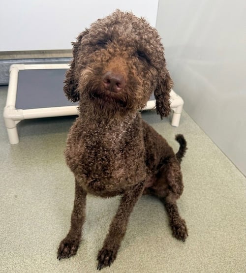 MOCHA - Poodle (unknown type) / Terrier available for adoption